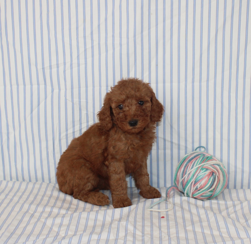 puppy, for, sale, Mini F1B Golden Doodle, Matthew B. Stoltzfus, dog, breeder, Gap, PA, dog-breeder, puppy-for-sale, forsale, nearby, find, puppyfind, locator, puppylocator, aca